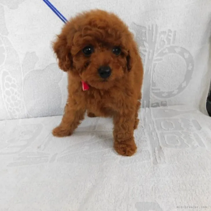 ID：2305-00355の子犬