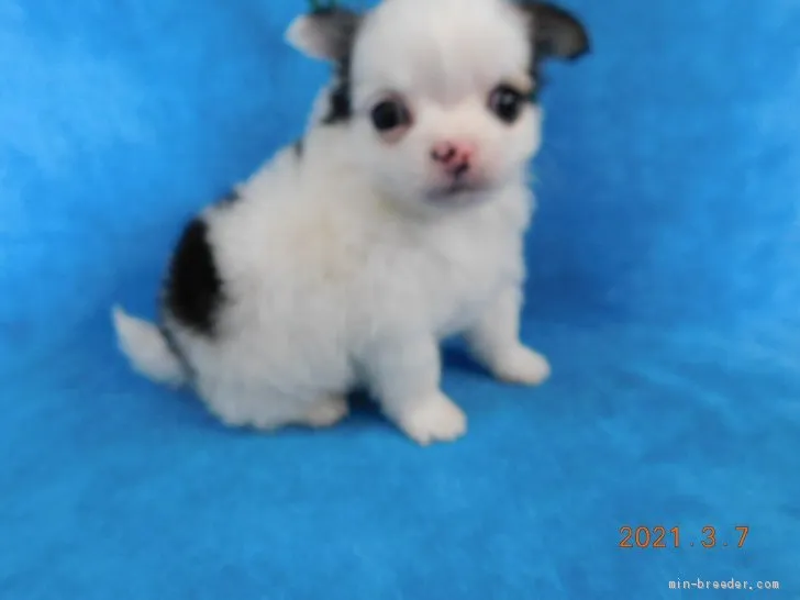 ID：2103-00863の子犬