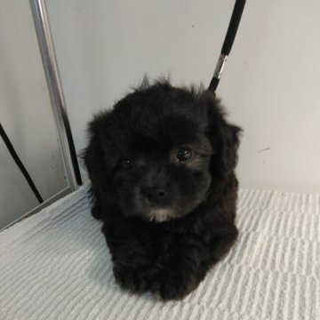 チワプー(チワワ×トイプードル)【熊本県・女の子・2024年7月13日・ブラック】の写真「モコモコかわいい女の子」