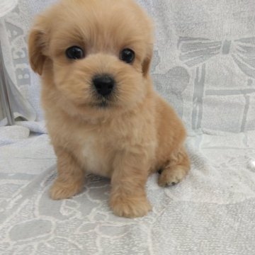 トイプードル(トイ)【熊本県・男の子・2024年6月16日・アプリコット】の写真「マズルの短い可愛い男の子」
