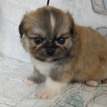 ミックス(チワワ×ペキニーズ)【熊本県・男の子・2024年2月26日・レッド】の写真「目力のあるかわいい男の子」