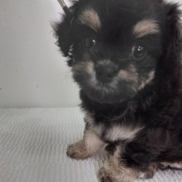 チワプー(チワワ×トイプードル)【熊本県・女の子・2024年7月13日・ブラックタン】の写真「モコモコかわいい女の子」