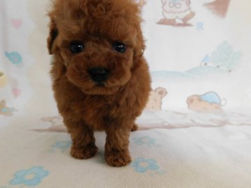 トイプードル(ティーカップ)【熊本県・男の子・2022年2月10日・レッド】の写真「元気で可愛い小さい男の子です。」