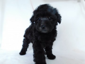 トイプードル(トイ)【熊本県・女の子・2021年9月9日・シルバー】の写真「元気で可愛い女の子」