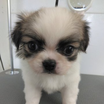 ミックス(チワワ×ペキニーズ)【熊本県・女の子・2024年2月26日・ホワイト&レッド】の写真「クリクリ目の鼻ペチャ女の子」