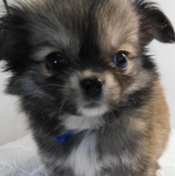 チワワ(ロング)【熊本県・男の子・2022年9月18日・フォーン&ホワイト】の写真「狸顔のクリクリ目のロング君です。」