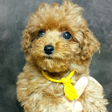 トイプードル(タイニー)【熊本県・女の子・2022年3月3日・レッド】の写真「お目目くりくり女の子」