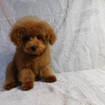 トイプードル(タイニー)【熊本県・女の子・2022年3月3日・レッド】の写真「元気で可愛い女の子」