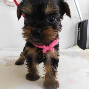 ヨークシャーテリア【熊本県・女の子・2023年4月17日・スティールブルータン】の写真「元気で可愛い女の子です。」
