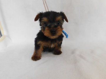 ヨークシャーテリア【熊本県・男の子・2021年12月24日・スティールブルータン】の写真「元気で可愛い男の子」
