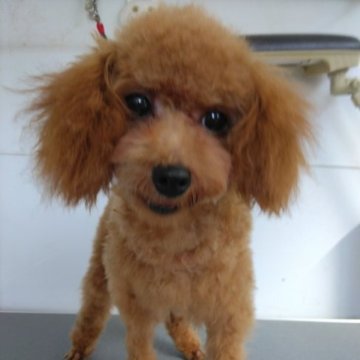 トイプードル(タイニー)【熊本県・女の子・2023年4月2日・レッド】の写真「まんまる目のかわいい女の子」