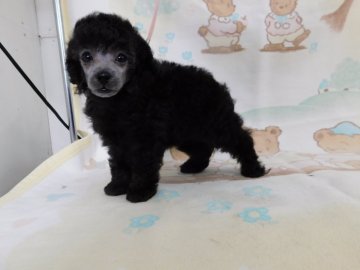 トイプードル(タイニー)【熊本県・女の子・2021年8月21日・シルバー】の写真「小ぶりで可愛い女の子」