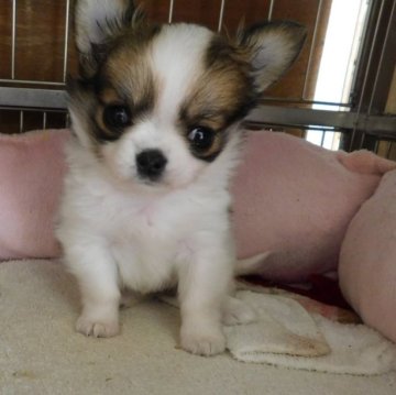 チワワ(ロング)【熊本県・女の子・2022年12月10日・ホワイト&レッド】の写真「丸顔、まんまる目の可愛い女の子」