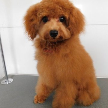 トイプードル(トイ)【熊本県・男の子・2023年4月2日・レッド】の写真「元気でかわいい男の子」