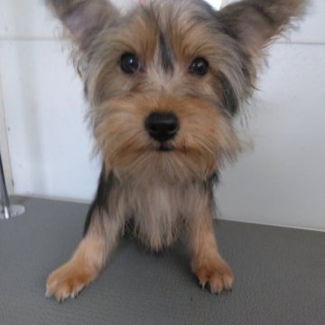 ヨークシャーテリア【熊本県・男の子・2023年4月17日・スティルブルータン】の写真「小ぶりで元気な男の子」