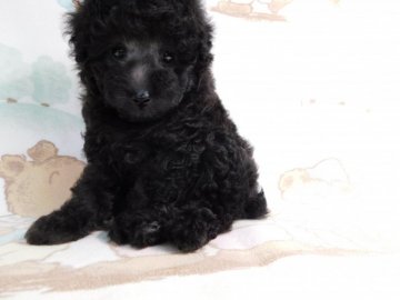 トイプードル(トイ)【熊本県・男の子・2021年8月19日・シルバー】の写真「可愛いシルバーの男の子」