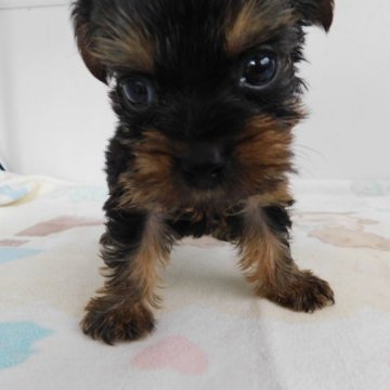 ヨークシャーテリア【熊本県・女の子・2023年4月17日・スティールブルータン】の写真「可愛い女の子」