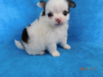 チワワ(ロング)【熊本県・男の子・2021年1月26日・ホワイト&セーブル】の写真「モコモコ可愛い男の子です。」