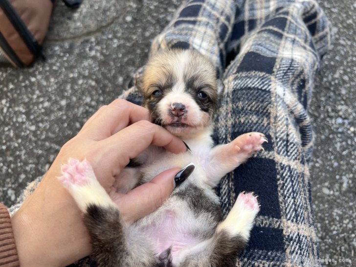 ブリーダー画像