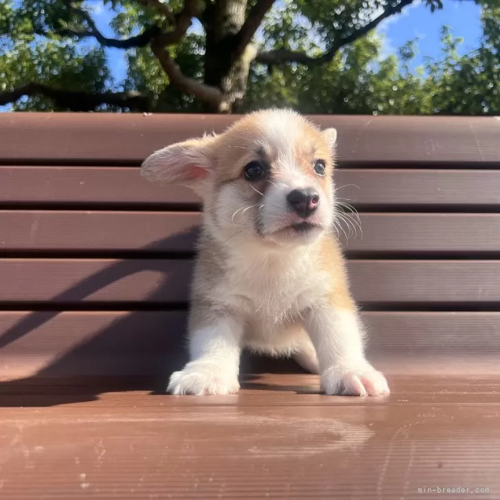 ウェルシュ・コーギー・ペンブローク【千葉県・女の子・2025年9月25日・ホワイト&amp;レッド】の写真1