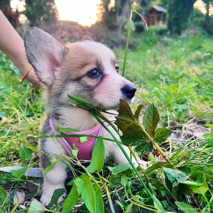 リズ 様のお迎えした子犬