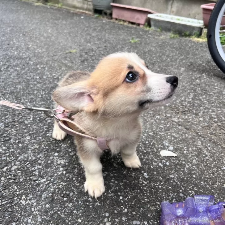 ID：2506-04508の子犬