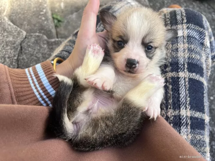 ウェルシュ・コーギー・ペンブローク【千葉県・女の子・2025年10月12日・ホワイト&amp;ブラック】の写真1