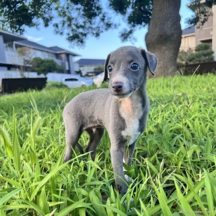 ID：2507-04214の子犬