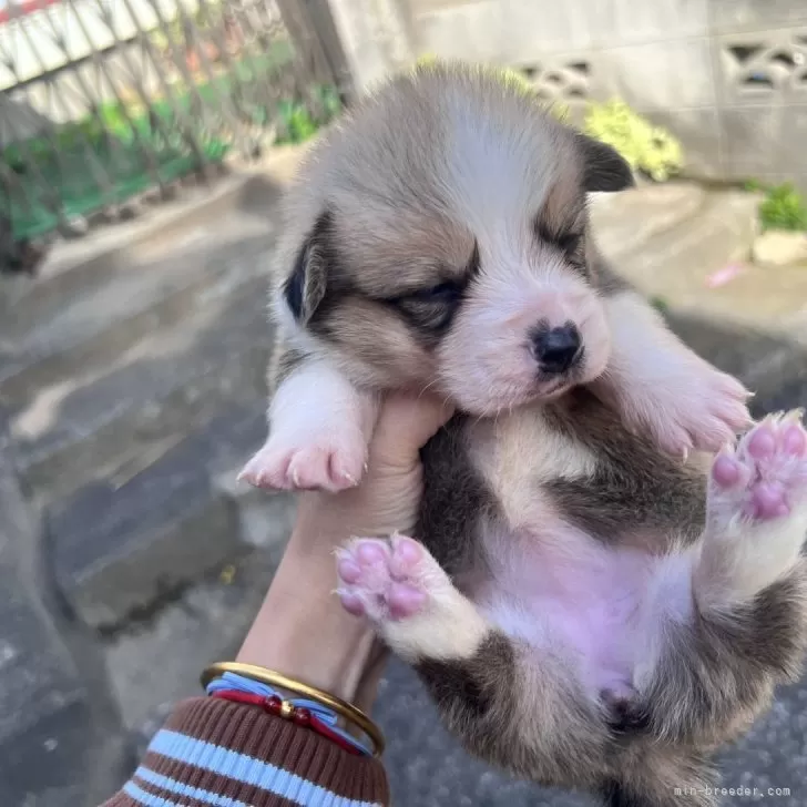 ウェルシュ・コーギー・ペンブローク【千葉県・女の子・2025年10月12日・ホワイト&amp;ブラック】の写真1