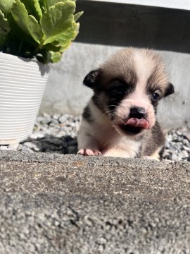 ウェルシュ・コーギー・ペンブローク【千葉県・男の子・2025年10月12日・ホワイト&ブラック】の写真「尻尾あり」