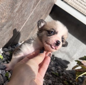 ウェルシュ・コーギー・ペンブローク【千葉県・男の子・2025年10月12日・ホワイト&ブラック】の写真「尻尾あり」