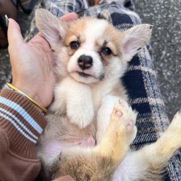 ウェルシュ・コーギー・ペンブローク【千葉県・男の子・2025年9月25日・ホワイト&レッド】の写真「尻尾あり」