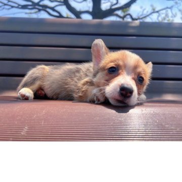 ウェルシュ・コーギー・ペンブローク【千葉県・男の子・2025年3月25日・ホワイト&ブラック】の写真「尻尾あり、」