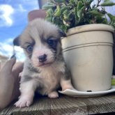 ウェルシュ・コーギー・ペンブローク