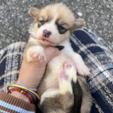 ウェルシュ・コーギー・ペンブローク