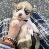 ウェルシュ・コーギー・ペンブローク【千葉県・女の子・2025年10月12日・ホワイト&ブラック】の写真1