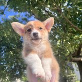 ウェルシュ・コーギー・ペンブローク