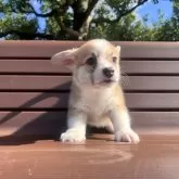 ウェルシュ・コーギー・ペンブローク【千葉県・女の子・2025年9月25日・ホワイト&レッド】の写真1