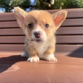 ウェルシュ・コーギー・ペンブローク