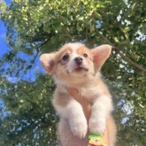 ウェルシュ・コーギー・ペンブローク