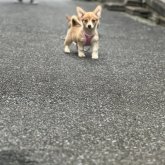 ウェルシュ・コーギー・ペンブローク