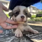 ウェルシュ・コーギー・ペンブローク【千葉県・女の子・2025年9月25日・ホワイト&レッド】の写真1