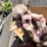 ウェルシュ・コーギー・ペンブローク【千葉県・女の子・2025年10月12日・ホワイト&ブラック】の写真2