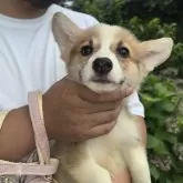 ウェルシュ・コーギー・ペンブローク【千葉県・男の子・2025年3月25日・ホワイト&ブラック】の写真3