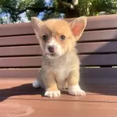 ウェルシュ・コーギー・ペンブローク【千葉県・男の子・2025年9月25日・ホワイト&レッド】の写真4