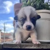 ウェルシュ・コーギー・ペンブローク【千葉県・女の子・2025年10月12日・ホワイト&ブラック】の写真6