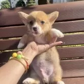 ウェルシュ・コーギー・ペンブローク【千葉県・男の子・2025年9月25日・ホワイト&レッド】の写真5