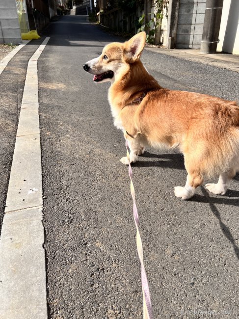 ウェルシュ・コーギー・ペンブローク【・女の子・2022年11月5日・SABLE&amp;WHITE】