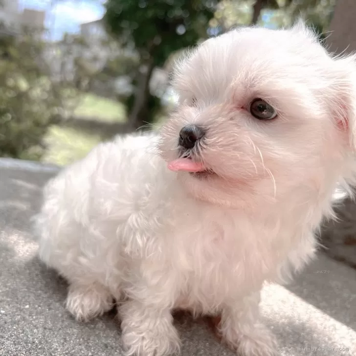 ID：2406-01038の子犬