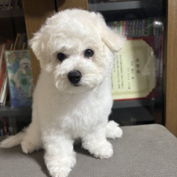 ビションフリーゼ【神奈川県・女の子・2025年6月22日・ホワイト】の写真「くりくりお目目で涙焼けなくキレイなかわいい子です」